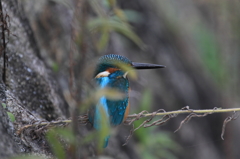 いない...いない...バー