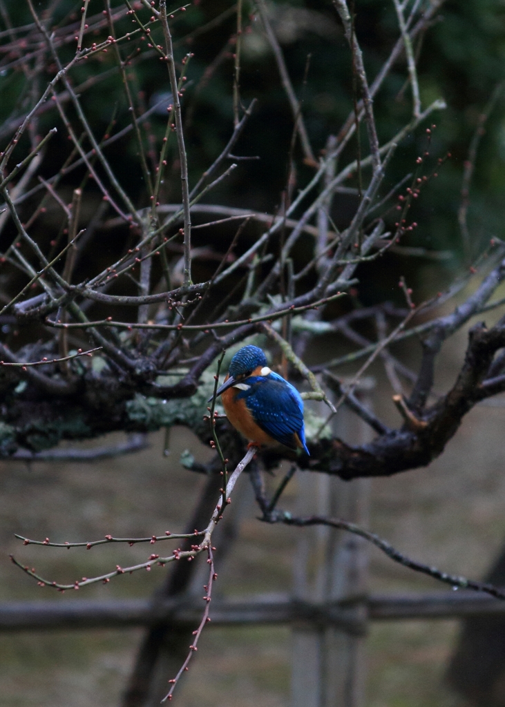 梅のツボミが大きくなってきています