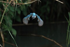我が町のカワセミ　③