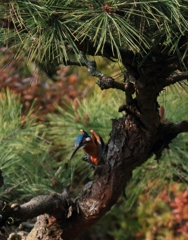 飛び出し後のホバ・・・