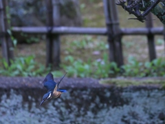 止まり木へ止まってＧＯ