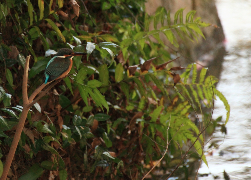 この枝がある限り