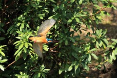 飛び出し