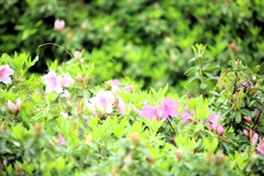 雨中のカワセミ　③