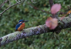 内堀だよカワセミ君