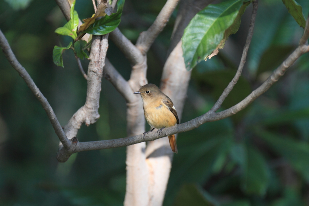 はい...ポーズ！