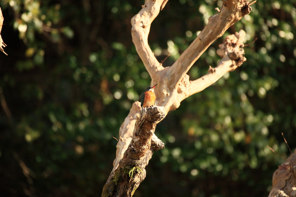 どう見ても...メス！