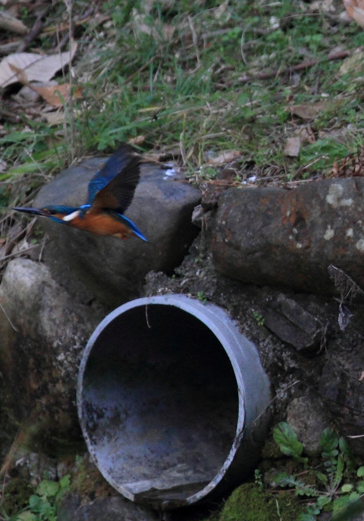 人工物前の舞い...