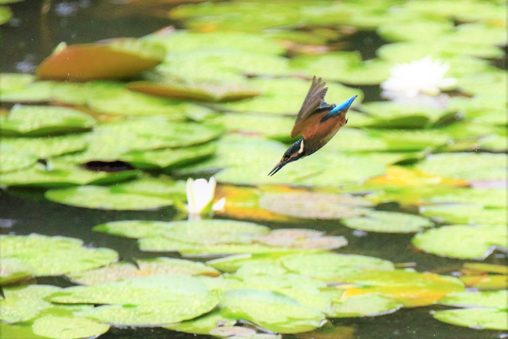 どしゃ降り　②