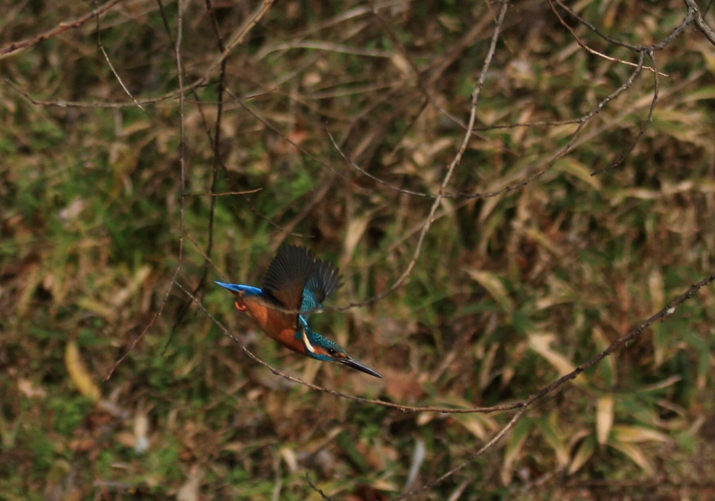 今日、最初の飛翔...