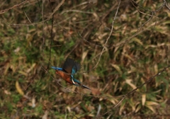 今日、最初の飛翔...