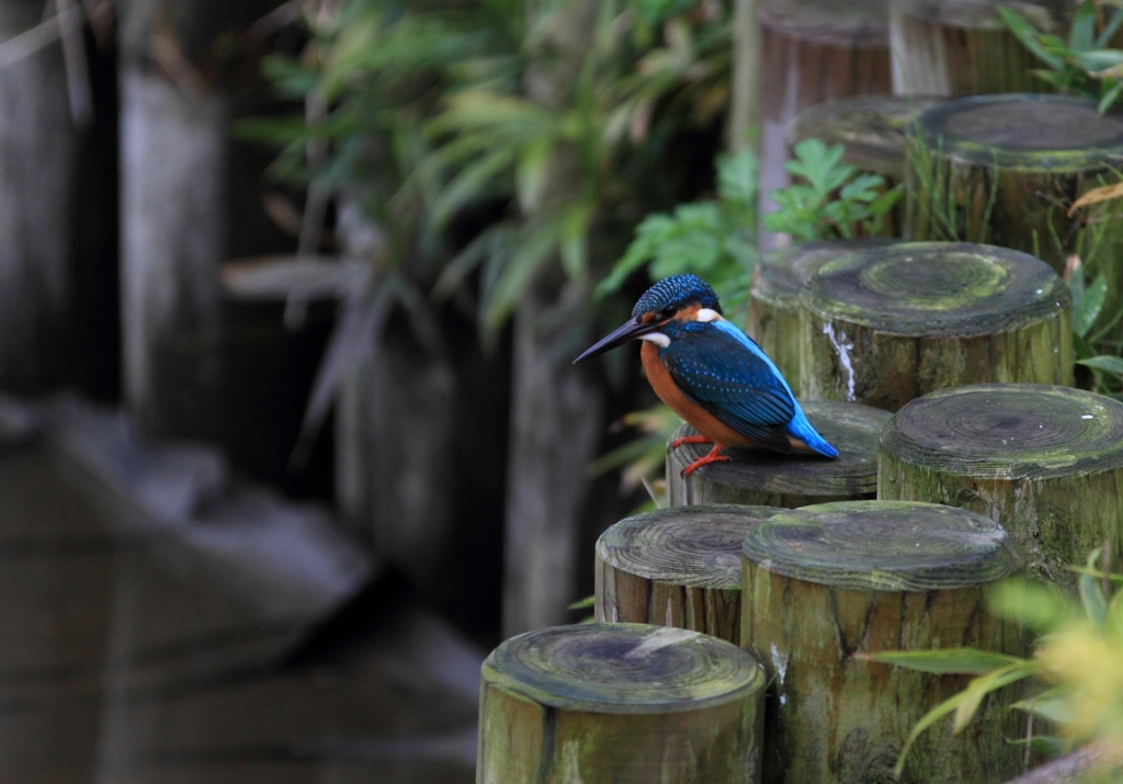 どれに...しようかな？