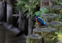 どれに...しようかな？