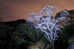 雨瀧桜