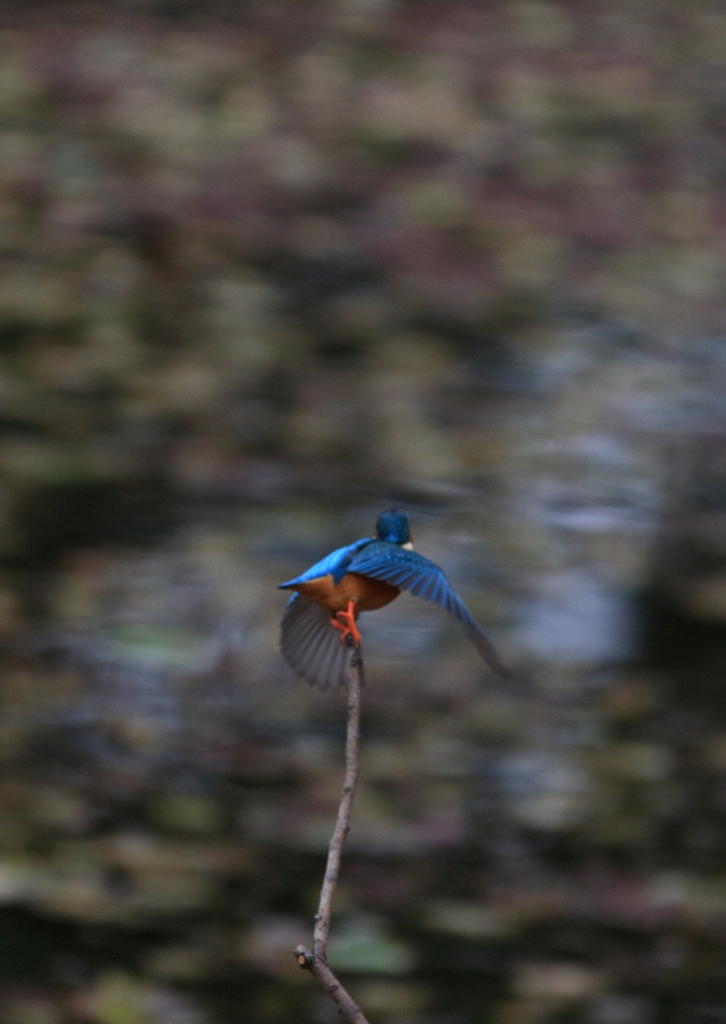 南　外堀埋没した枯れ枝からの飛翔
