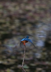 南　外堀埋没した枯れ枝からの飛翔