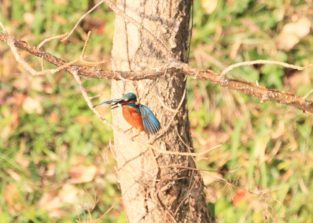 今日の最短距離撮影