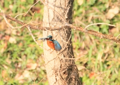 今日の最短距離撮影