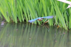 春が来た！　①