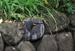 飛んで...飛んで...