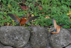 ラウンド2　オスのプライド