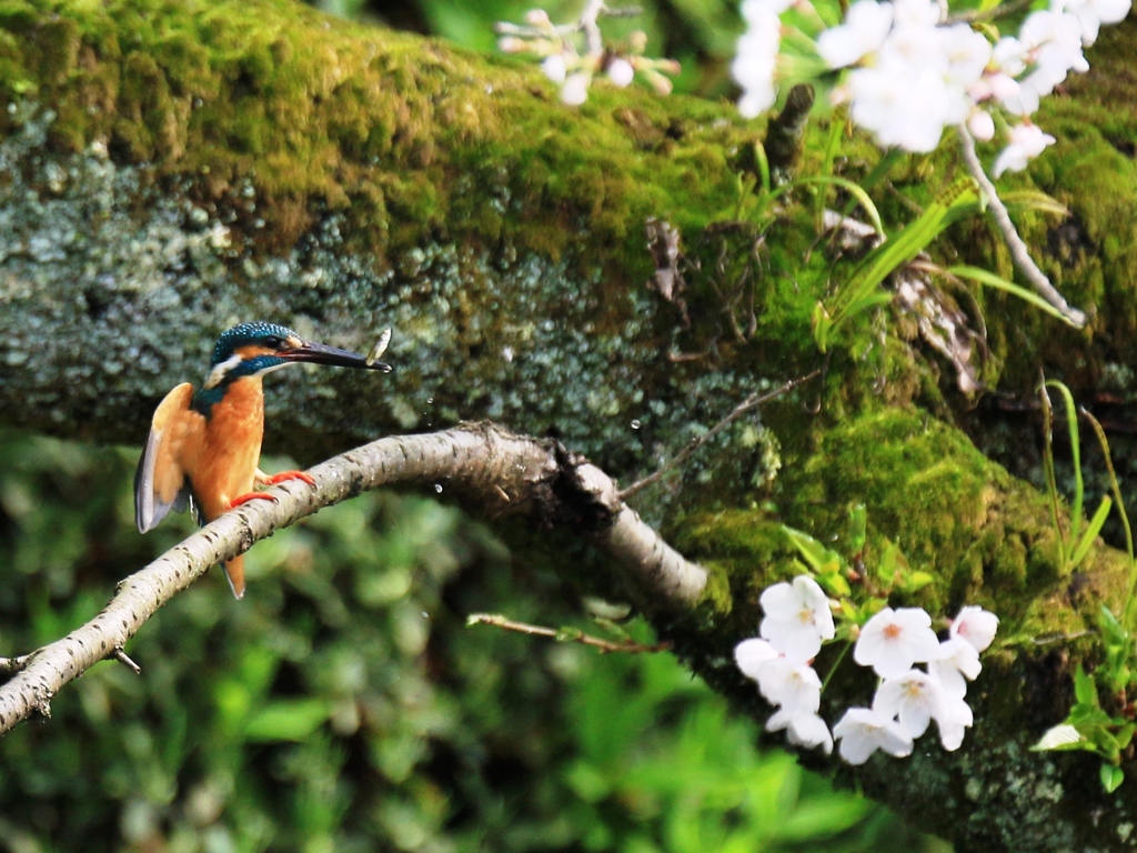 桜＆カワセミ