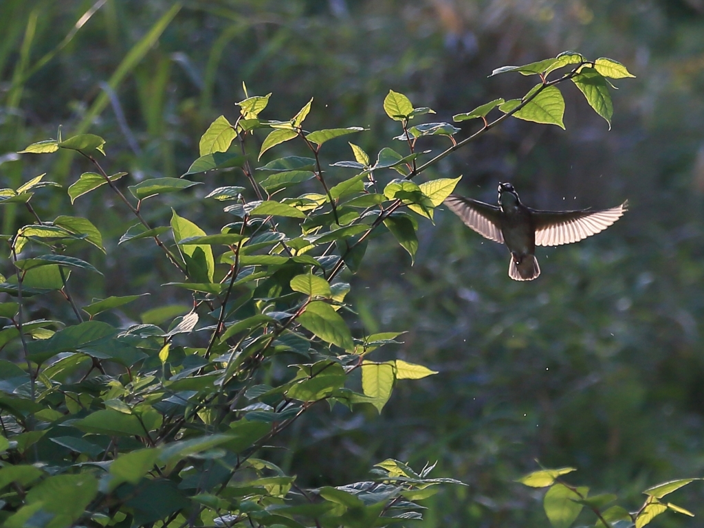 西陽を浴びる羽