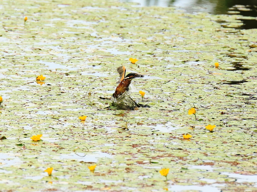 アサザの花に囲まれて