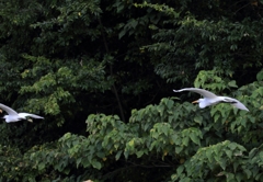 サギは何処へ...