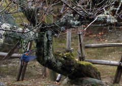 梅の木に向かって...