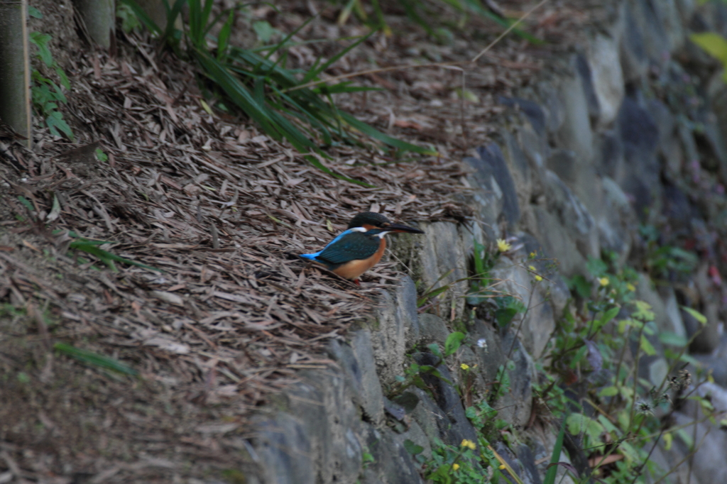 ほ～らっ、居ました...