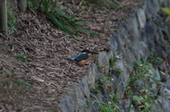 ほ～らっ、居ました...