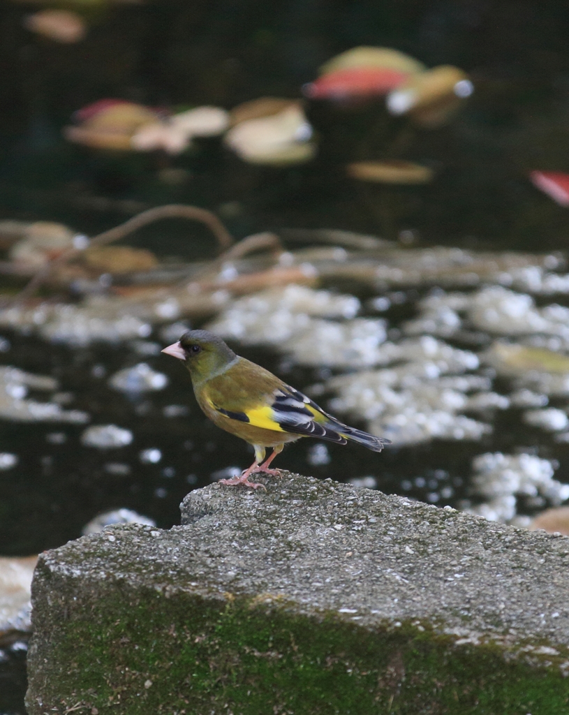 たまにはカワラヒワ