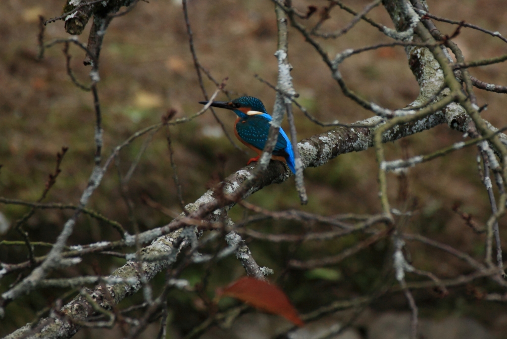 枝絡みのカワちゃん