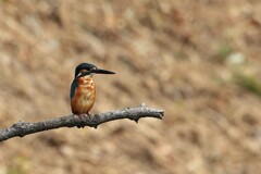 成鳥への道のり　①