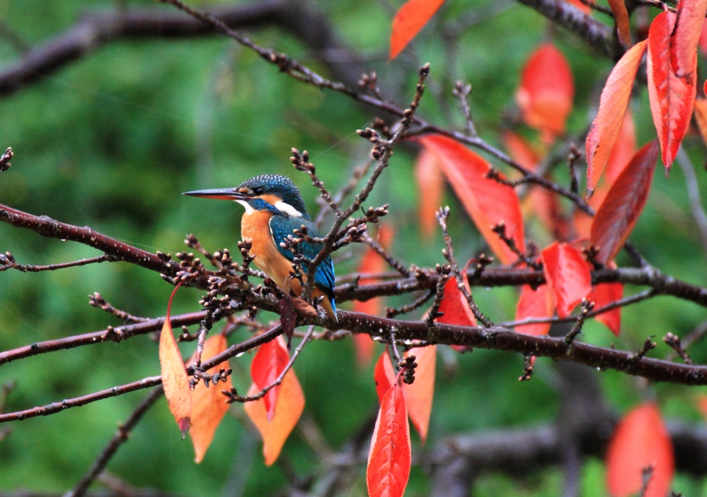 桜の葉っぱ...がんばってます