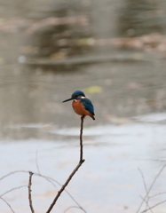 南外堀埋没枯れ枝