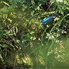 木陰からの撮影　①