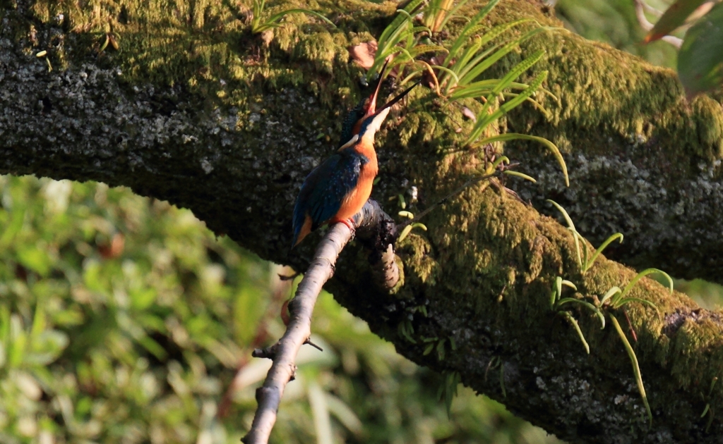 あ～っ、眠た…