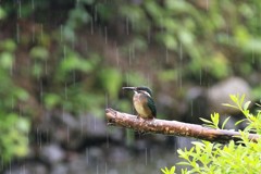 どしゃ降り　⑦