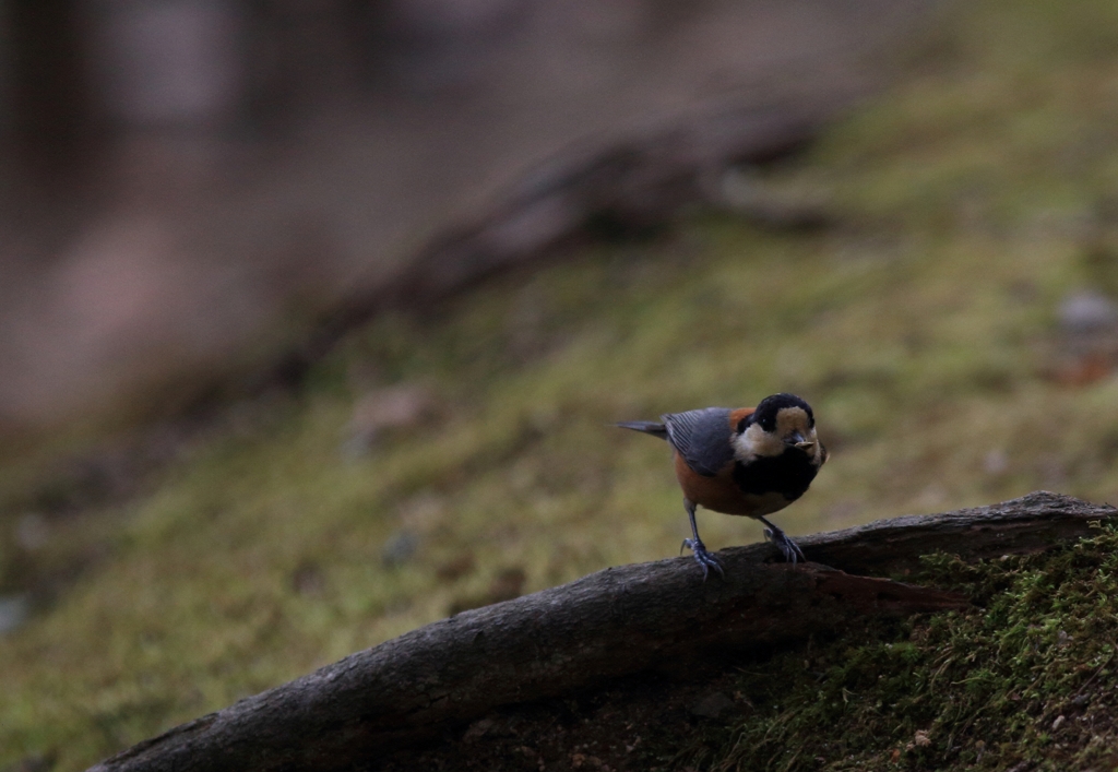 ヤマガラ参上！