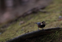 ヤマガラ参上！