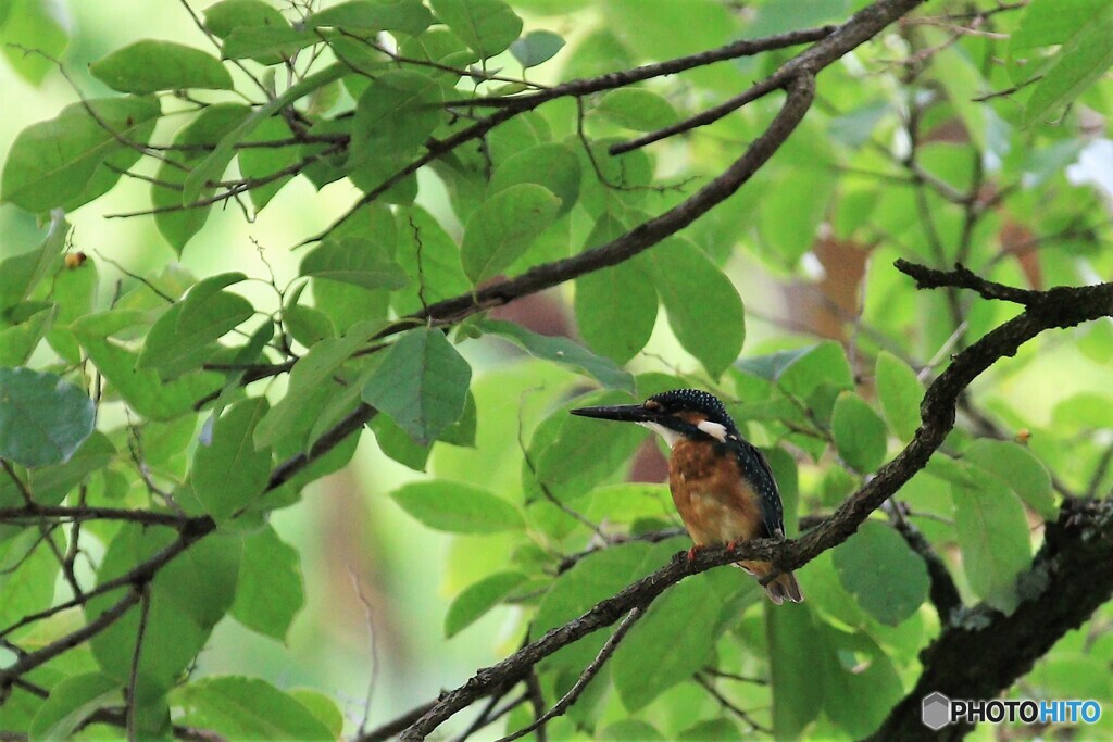 避暑地　見～つけた！