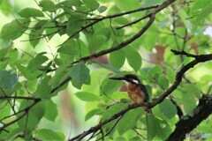 避暑地　見～つけた！