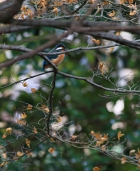 綺麗に撮らせてよ！