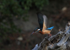 さぁ、マイリマス