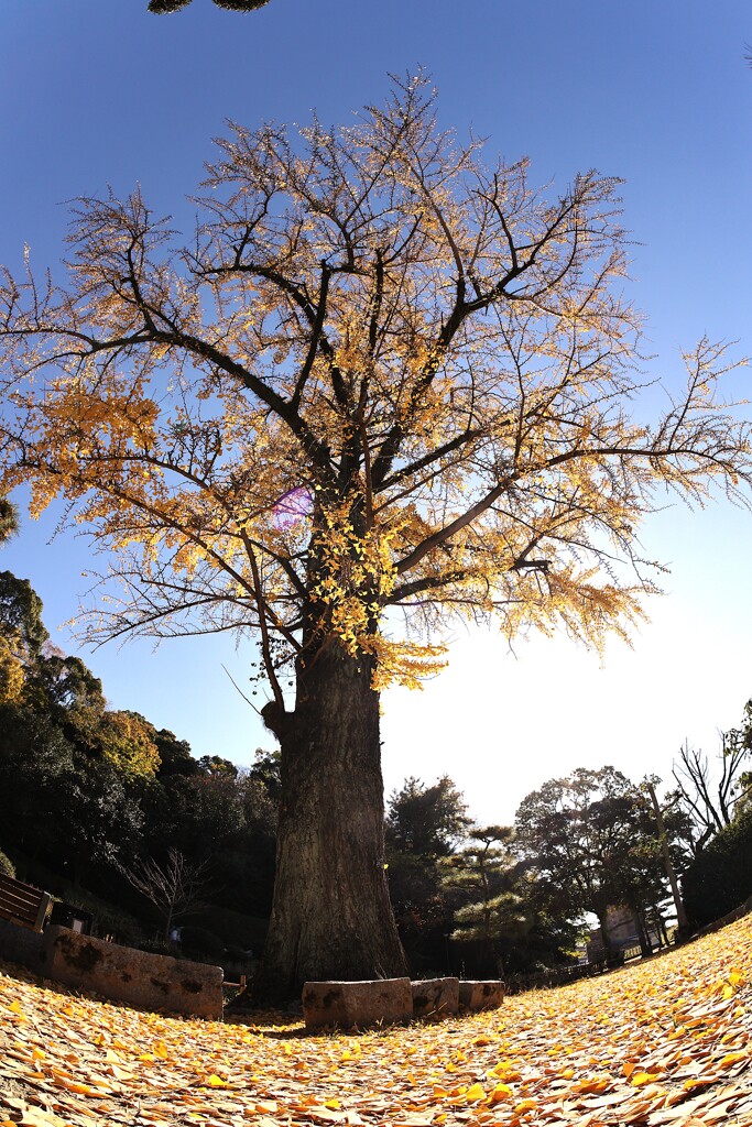 葉のじゅうたん