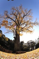 葉のじゅうたん