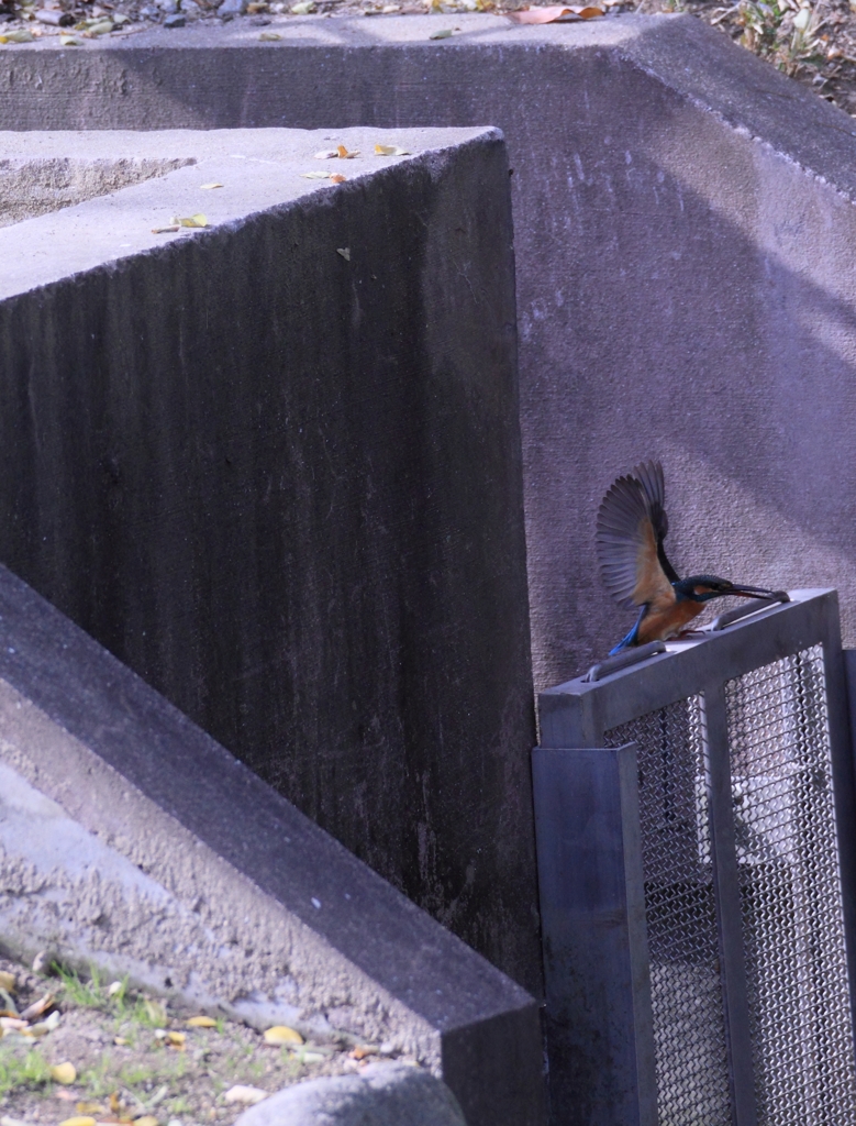 オスが小飛行し、メスが激怒...