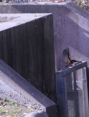 オスが小飛行し、メスが激怒...